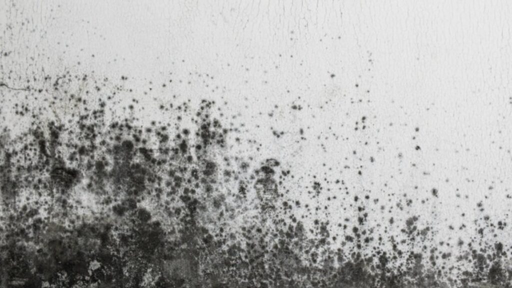 Black mold growth on a white wall surface