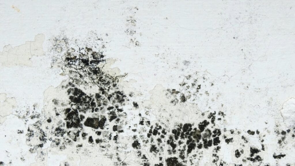 Close-up of black mold on a white wall