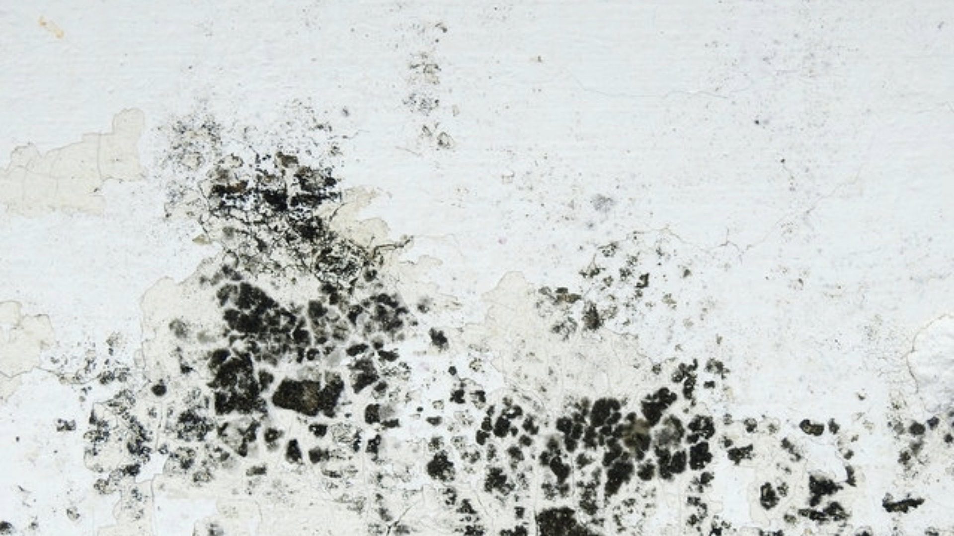Close-up of black mold on a white wall